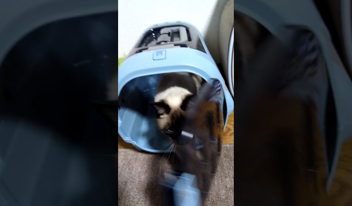 キャリー点検中のシャム猫☆マロンちゃん🐾 #cat #catshorts #しゃむねこ #シャム猫 ＃キャリー