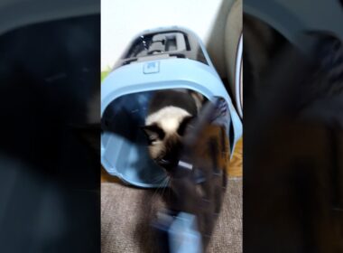 キャリー点検中のシャム猫☆マロンちゃん🐾 #cat #catshorts #しゃむねこ #シャム猫 ＃キャリー