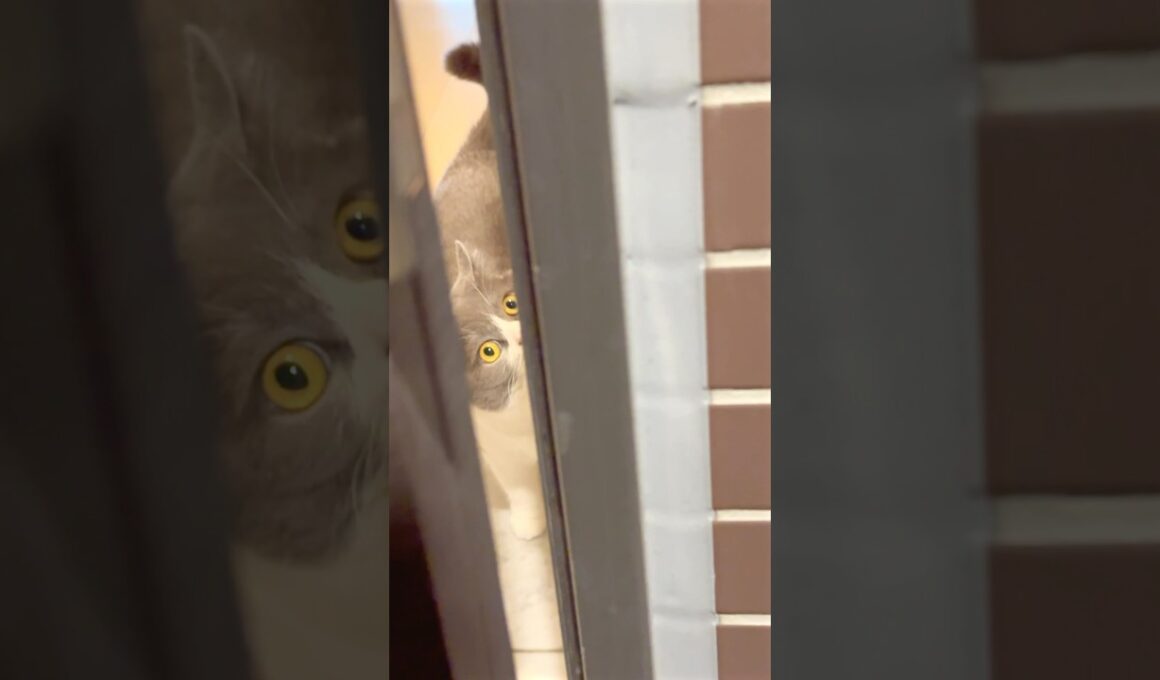 お見送りからのお出迎えセット❤︎ #猫 #cat #ブリテッシュショートヘアー #ねこ #猫のいる暮らし #cute #お出迎え猫 #お見送り猫