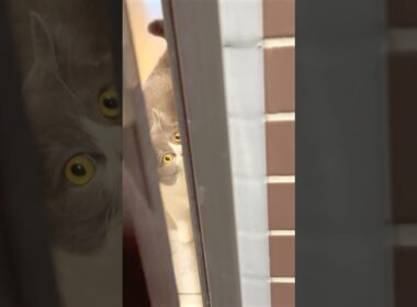 お見送りからのお出迎えセット❤︎ #猫 #cat #ブリテッシュショートヘアー #ねこ #猫のいる暮らし #cute #お出迎え猫 #お見送り猫