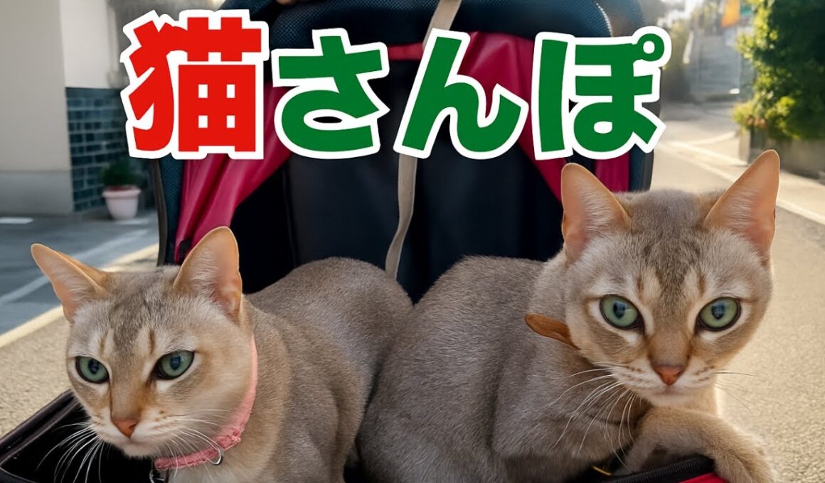 シンガプーラのご機嫌ねこ散歩