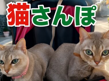シンガプーラのご機嫌ねこ散歩