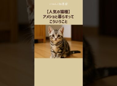 【人気の猫種】アメショと暮らすって、こういうこと