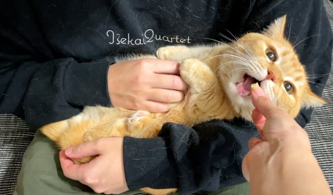 おやつを食べたいのにパパのゴッドハンドから逃げられない猫