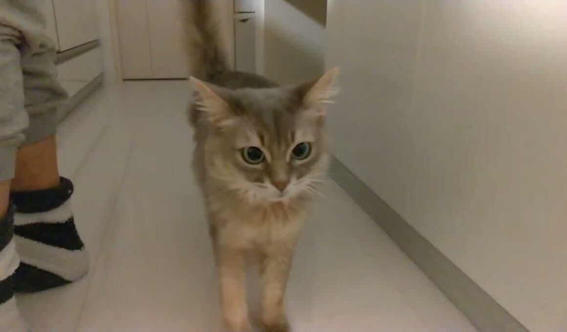 猫の鳴き声（ソマリの鳴き声）　１３