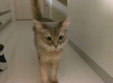 猫の鳴き声（ソマリの鳴き声）　１３