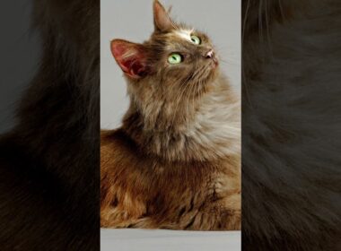 ALL About the TURKISH ANGORA CAT 😻👑