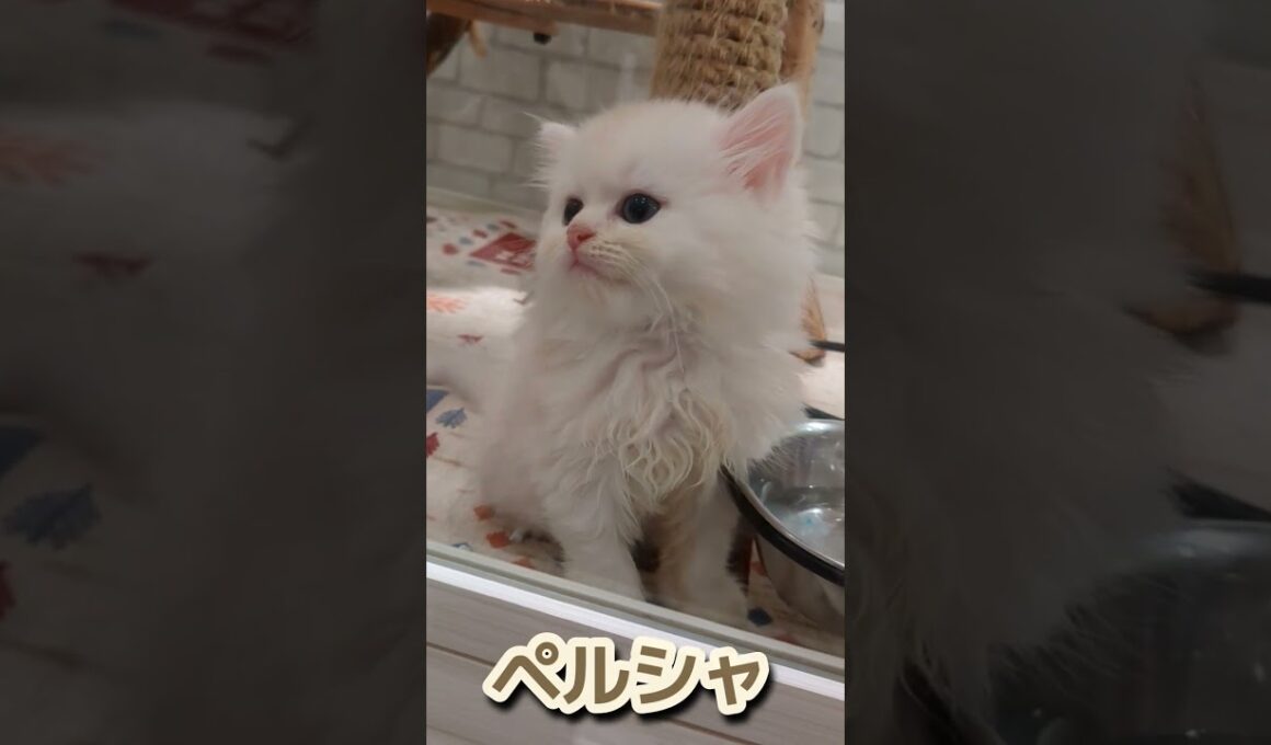 〈過去最高！Cute瞳のペルシャ猫！〉【しずくん動画ショート】超癒し子猫⑪［最新曲使用］#ペルシャ #short