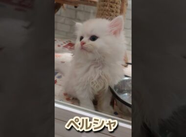 〈過去最高！Cute瞳のペルシャ猫！〉【しずくん動画ショート】超癒し子猫⑪［最新曲使用］#ペルシャ #short