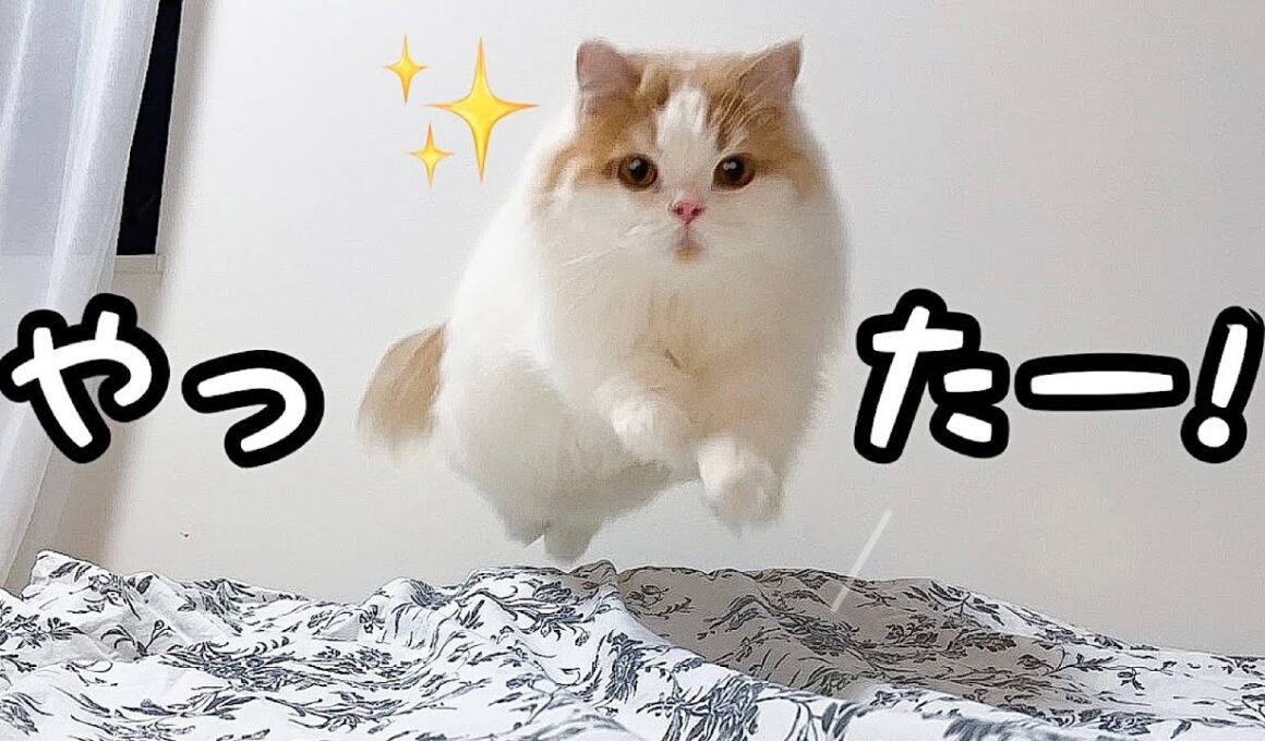 久しぶりに飼い主と寝るのが嬉しくて、布団の上で大はしゃぎする猫！