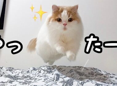 久しぶりに飼い主と寝るのが嬉しくて、布団の上で大はしゃぎする猫！
