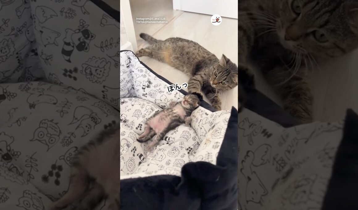 優しい母猫｜PECO