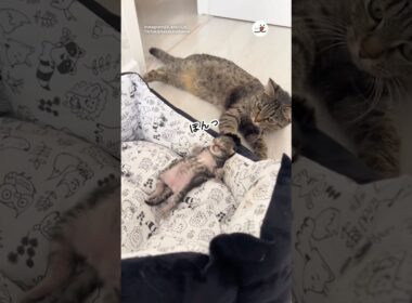 優しい母猫｜PECO