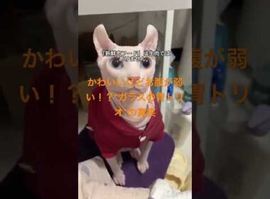 デボン・スフィンクス・ラグドールに多いお腹トラブルとフードのコツ#デボンレックス #スフィンクス #ラグドール #猫の暮らし #猫のごはん #猫の健康 #キャットライフ #ペット初心者