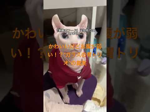 デボン・スフィンクス・ラグドールに多いお腹トラブルとフードのコツ#デボンレックス #スフィンクス #ラグドール #猫の暮らし #猫のごはん #猫の健康 #キャットライフ #ペット初心者