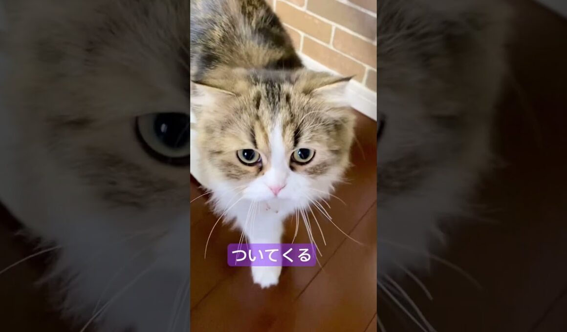 ついてくる甘えん坊 #スコティッシュフォールド #ねこのいる暮らし