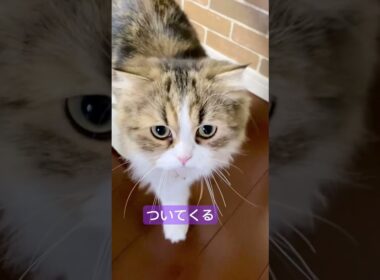 ついてくる甘えん坊 #スコティッシュフォールド #ねこのいる暮らし