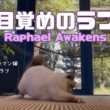 バーマン猫ラフ【目覚めのラフ】Raphael Awakens（バーマン猫）Birman/Cat