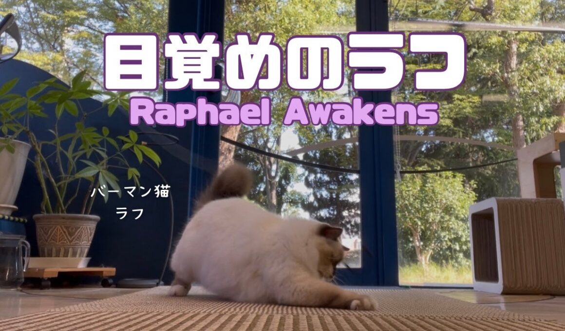 バーマン猫ラフ【目覚めのラフ】Raphael Awakens（バーマン猫）Birman/Cat