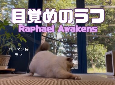 バーマン猫ラフ【目覚めのラフ】Raphael Awakens（バーマン猫）Birman/Cat