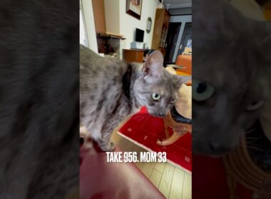 ちょっと迷ったけどやっぱり #ママのおひざの上で #眠り猫 #egyptianmaucat #エジプシャンマウ #エジプシャンマウスモーク #shorts #エジプシャンマウの仲間たち