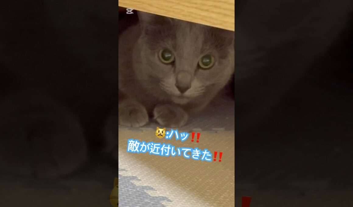 敵の正体❤️ #猫 #ロシアンブルー #猫のいる暮らし  #shorts