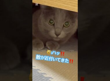 敵の正体❤️ #猫 #ロシアンブルー #猫のいる暮らし  #shorts