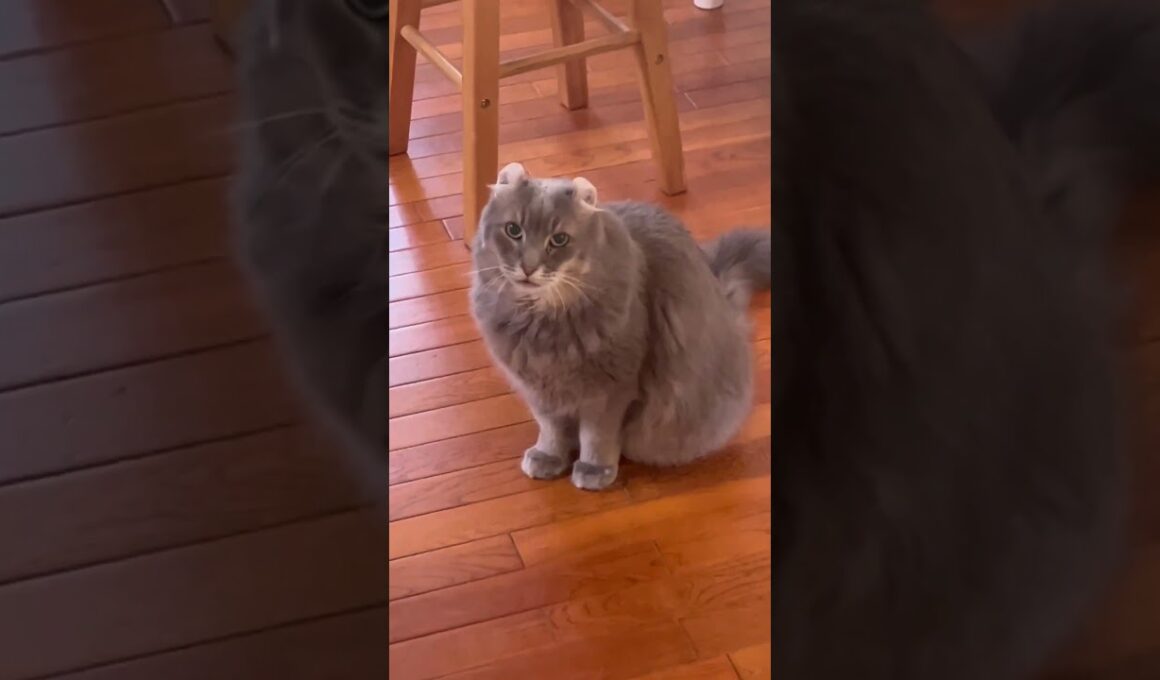 気配を #ねこ動画 #アメリカンカール #catlife