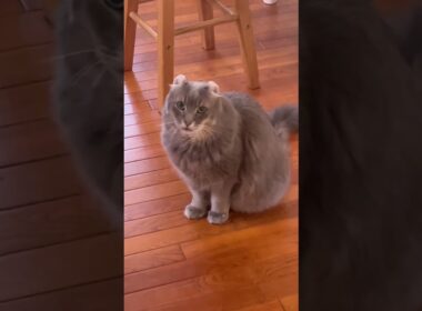 気配を #ねこ動画 #アメリカンカール #catlife