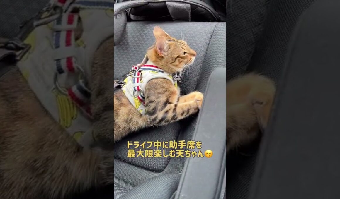【ベンガル×シンガプーラ】助手席は私のものです！と居座る猫【＃shorts】