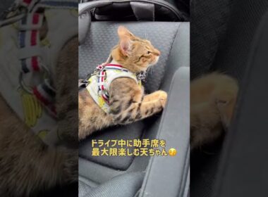 【ベンガル×シンガプーラ】助手席は私のものです！と居座る猫【＃shorts】