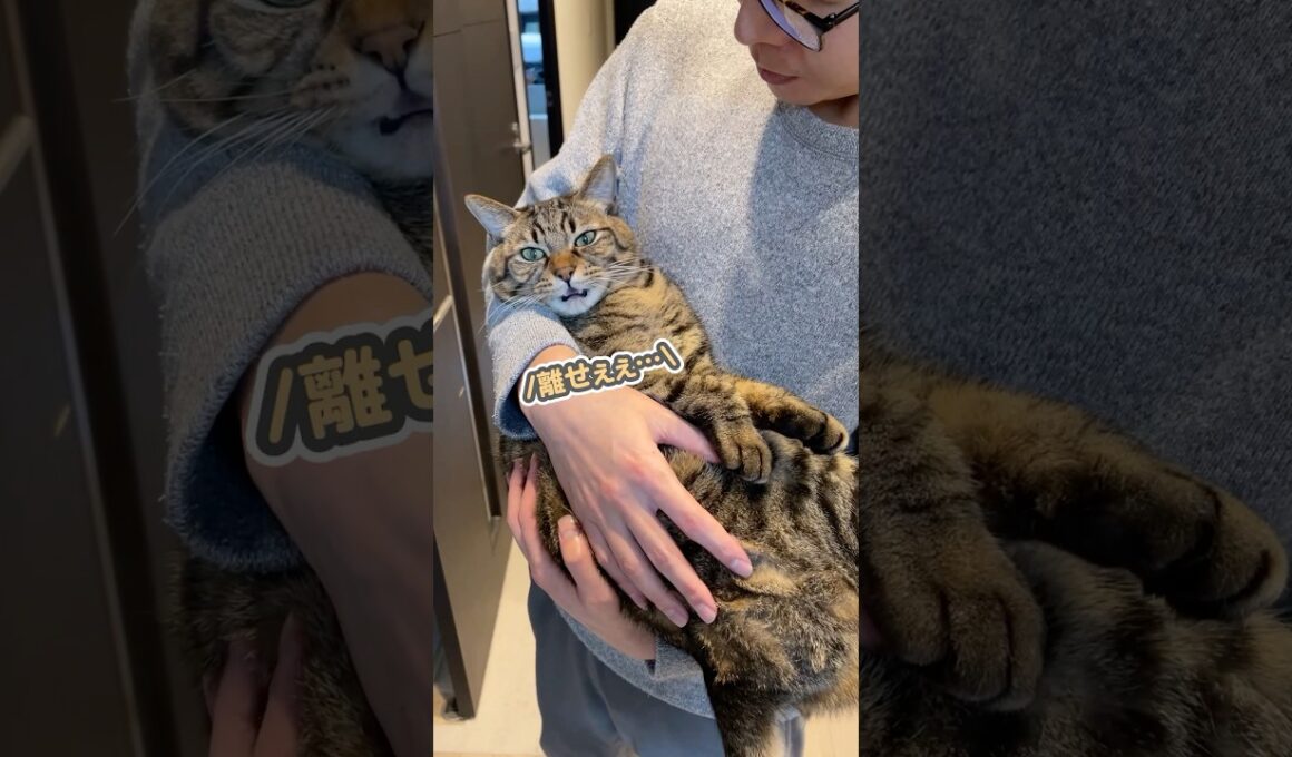 「離せぇぇ…」と抱っこを嫌がる猫に、魔法の言葉をかけてみると…