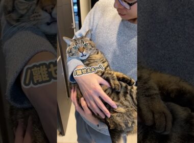 「離せぇぇ…」と抱っこを嫌がる猫に、魔法の言葉をかけてみると…