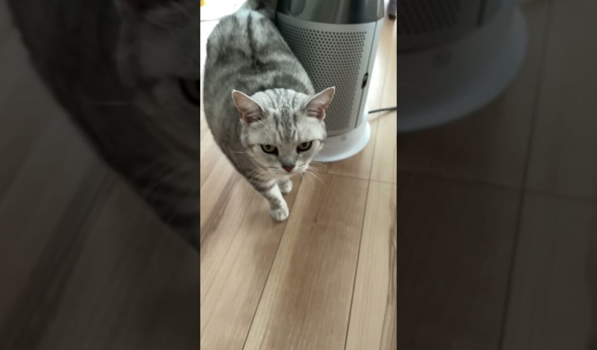 ちょこっとまぁたん７９【鳴き声にゃー】 ＃猫 ＃アメショー#cat #Americanshorthair #Shorts