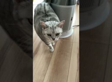 ちょこっとまぁたん７９【鳴き声にゃー】 ＃猫 ＃アメショー#cat #Americanshorthair #Shorts