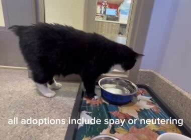 Meet Martin Manx Cat