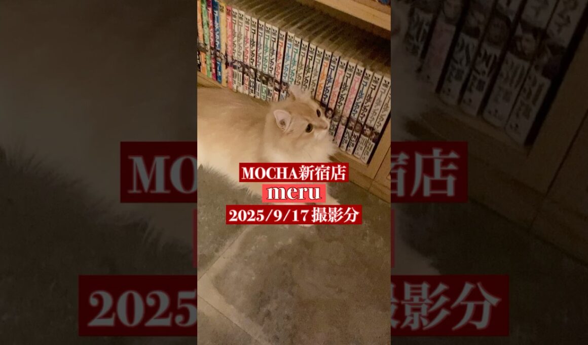 🐱meru🐱　(アメリカンカール♀)　猫カフェMOCHA新宿店　2025/9/17 撮影分　#日替わり猫カフェにゃんこ　#cat