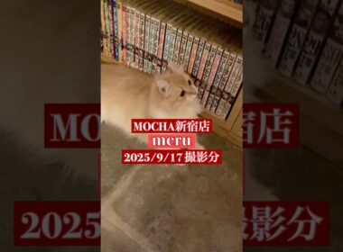 🐱meru🐱　(アメリカンカール♀)　猫カフェMOCHA新宿店　2025/9/17 撮影分　#日替わり猫カフェにゃんこ　#cat