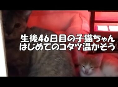 【生後46日目】子猫ちゃん。初めてのコタツが温かそうです。