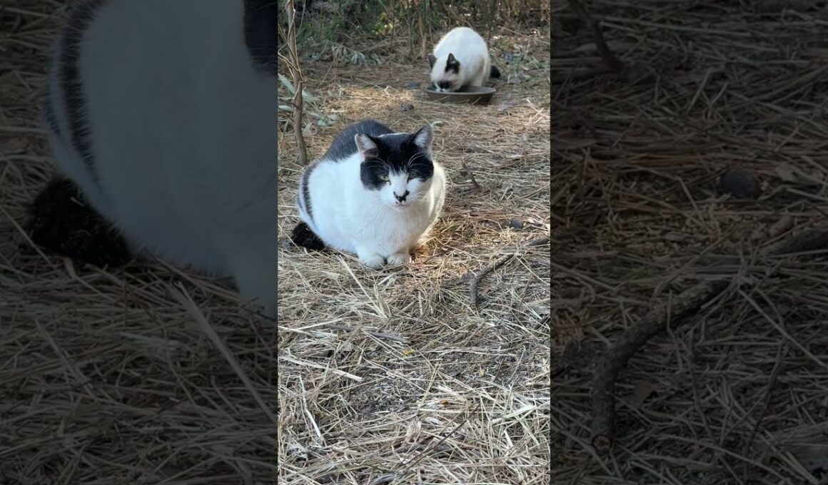 黒白ネコちょび髭「ここは任せろ、安心して食え、パンダくん（シャム）」