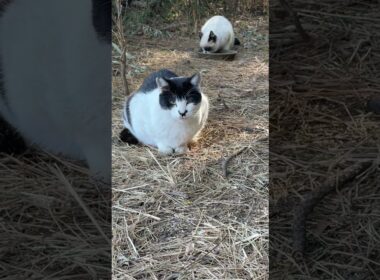 黒白ネコちょび髭「ここは任せろ、安心して食え、パンダくん（シャム）」