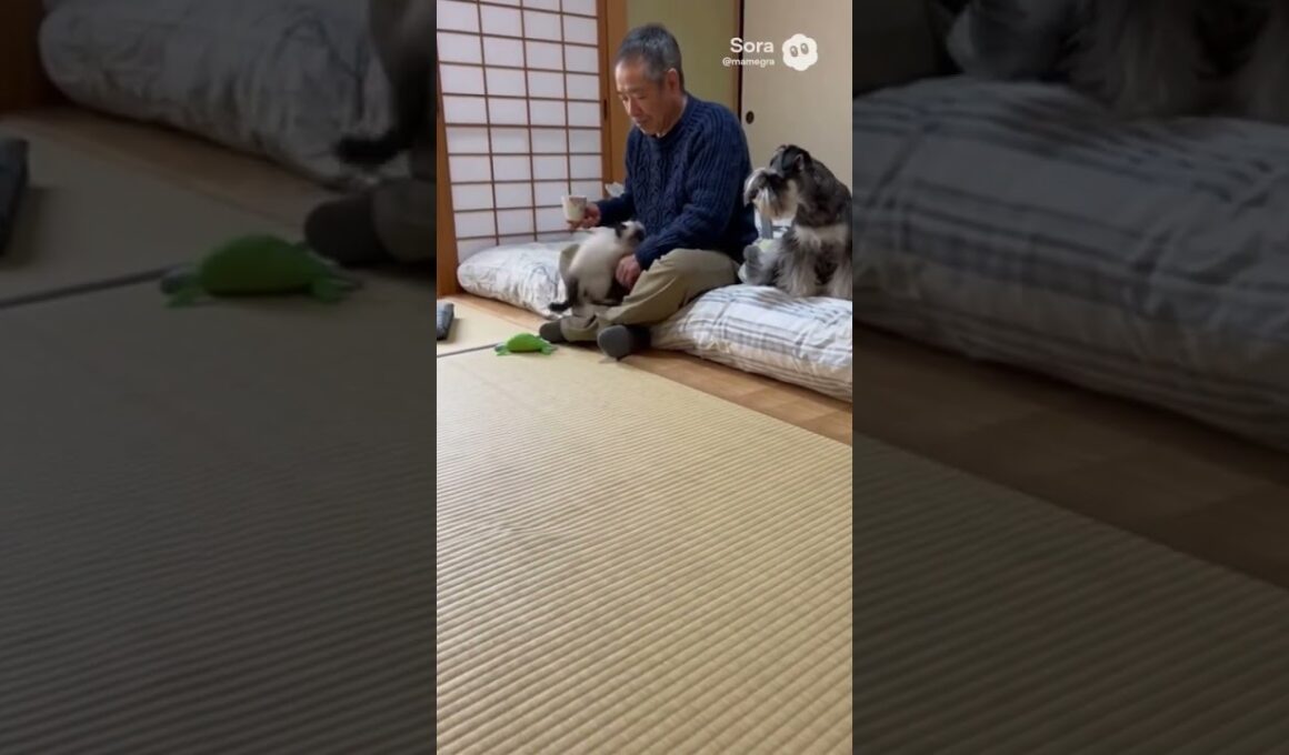 元気なシャム猫/A lively Siamese cat #cat #子ネコ #Siamese cat #シャム猫