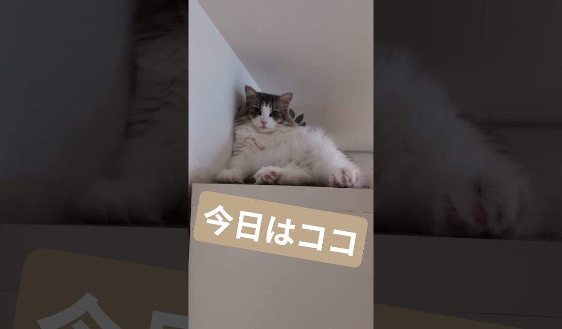 神のお手伝い猫