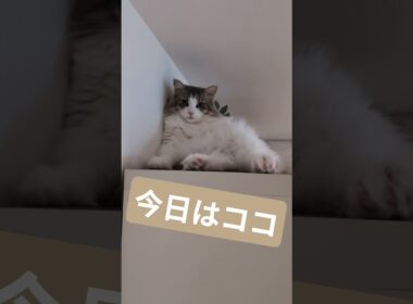 神のお手伝い猫