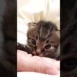 よちよち歩きの赤ちゃん子猫がママに甘えに行く？【赤ちゃん猫　保護猫】