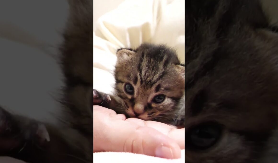 よちよち歩きの赤ちゃん子猫がママに甘えに行く？【赤ちゃん猫　保護猫】