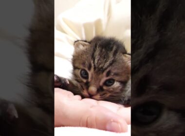 よちよち歩きの赤ちゃん子猫がママに甘えに行く？【赤ちゃん猫　保護猫】