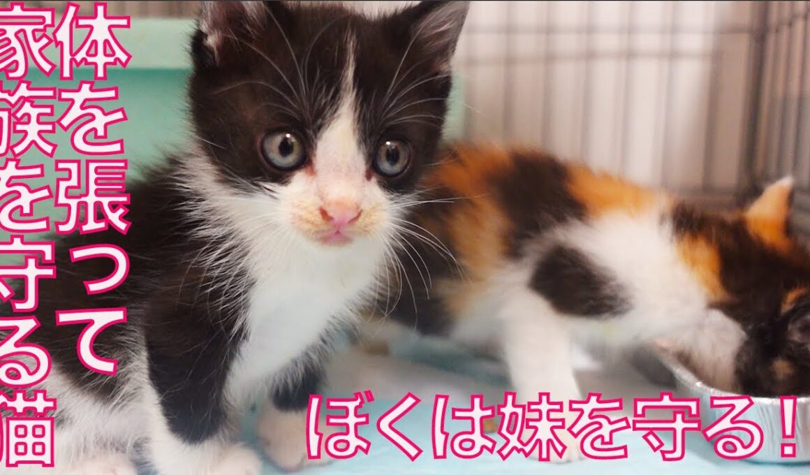 育児中の母猫、体を張って我が子を守る  The mother cat's strong maternal instinct