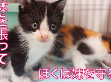 育児中の母猫、体を張って我が子を守る  The mother cat's strong maternal instinct