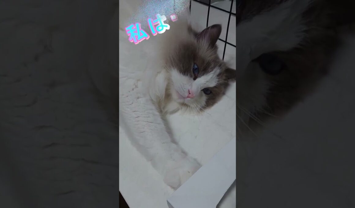 気づいてしまった？ #cat #ラグドール#可愛い猫